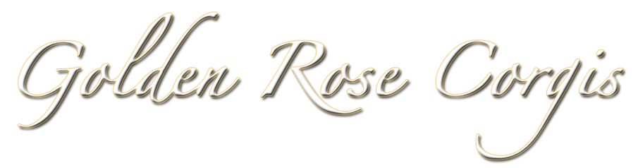 Golden Rose Corgis